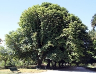 As árbores: o castiñeiro de Indias